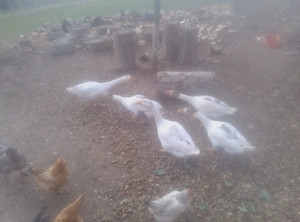 Vând gâște românești 4 gâște și un gascan - imagine 2