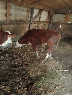 vand vitea frumoasă 