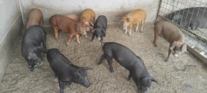 Porci si purcei Durok - imagine 3