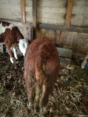 vand vitea frumoasă  - imagine 2