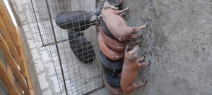 Porci si purcei Durok - imagine 2