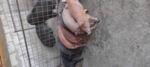 Porci si purcei Durok - imagine 4