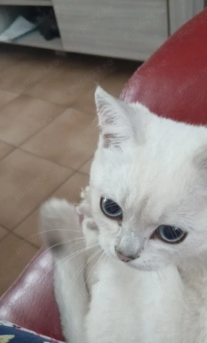 British Shorthair gris & alb - imagine 2