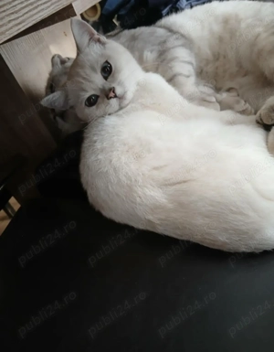 British Shorthair gris & alb - imagine 3