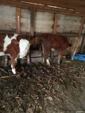 vand vitea frumoasă  - imagine 3