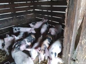 Vând purcei   - imagine 2