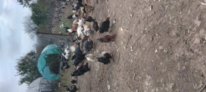 Curcani g aste rate cocosi puicute