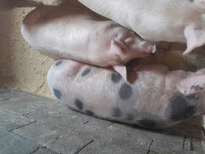 Vând porci grași de Crăciun  - imagine 2