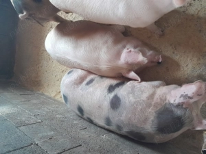 Vând porci grași de Crăciun 