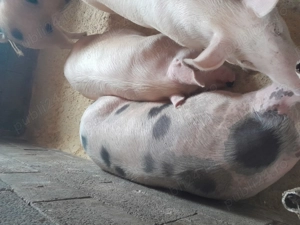 Vând porci grași de Crăciun  - imagine 3