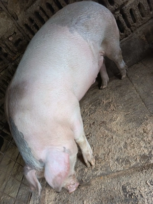 Porci pentru craciun - imagine 3