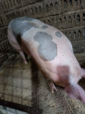 Porci pentru craciun