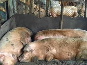 Vând  poci - imagine 2