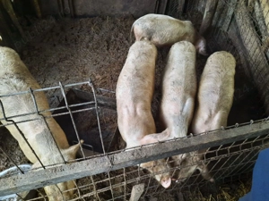 Vând  poci - imagine 3