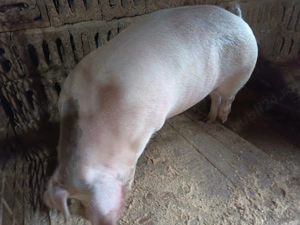 Porci pentru craciun - imagine 4