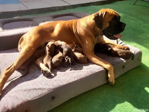 pui boxer german gold - imagine 3