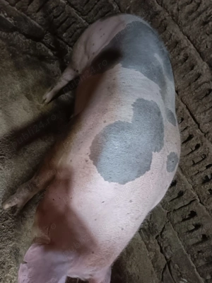 Porci pentru craciun - imagine 2