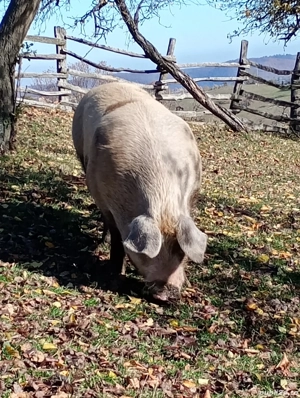 Porci de vanzare