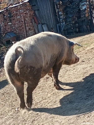 Porci de vanzare - imagine 3