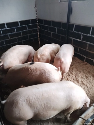 Porciiiiii - imagine 4