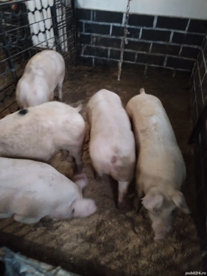 Porciiiiii - imagine 5