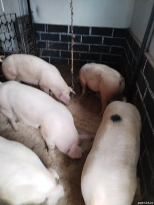 Porciiiiii - imagine 3