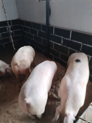 Porciiiiii - imagine 2