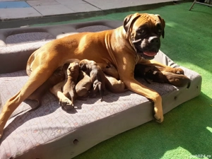 pui boxer german gold - imagine 2