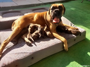 pui boxer german gold - imagine 4