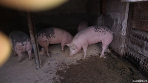 Vand porci  - imagine 2