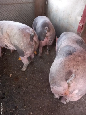 porci pentru sacrificat 