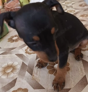 Pinscher pitic pui 6 saptamani