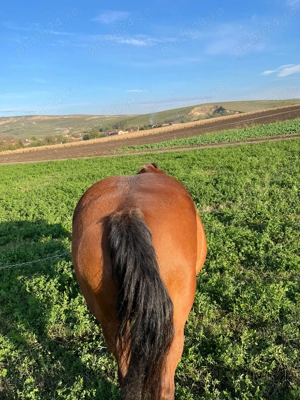 Vând cal cuminte de călărit sau pus la căruț 