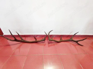 Coarne de cerb 85 cm
