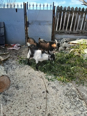 vând 2 tapi masculi 