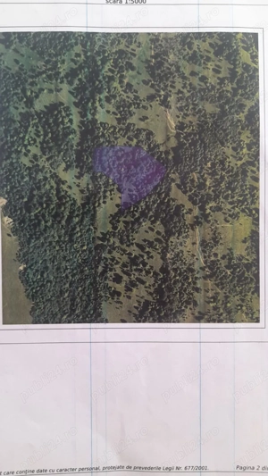 Vand padure de fag intabulata 