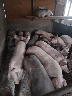 porci 90 .....130kg - imagine 2