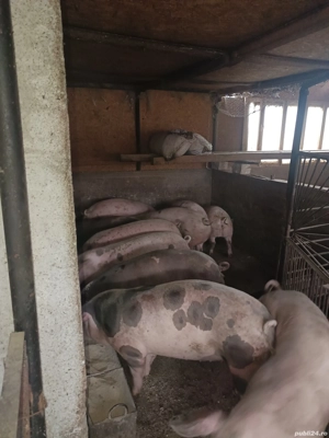 porci 90 .....130kg - imagine 3