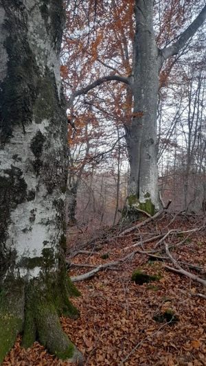 Vand padure de fag intabulata 