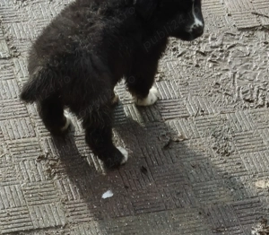 Ciobanesc de Bucovina corb - imagine 2