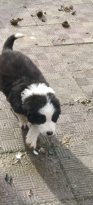 Ciobanesc de Bucovina corb