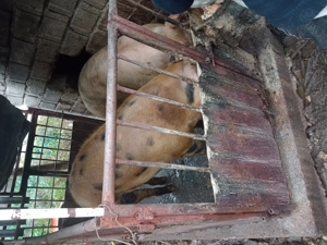 Vand porc crescut natural  - imagine 2