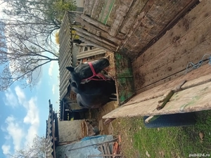 Cal de vânzare! - imagine 3