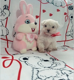 Pui Bichon  - imagine 3