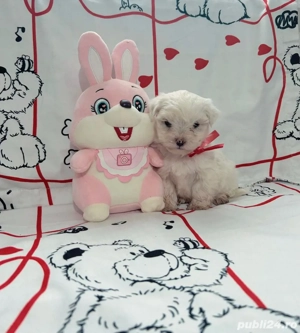 Pui Bichon  - imagine 5