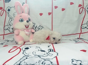 Pui Bichon  - imagine 4