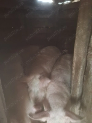 Vand 2 porci pentru sacrificat