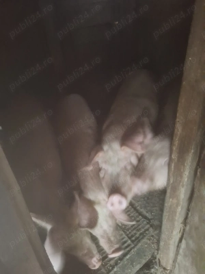 Vand 2 porci pentru sacrificat - imagine 3