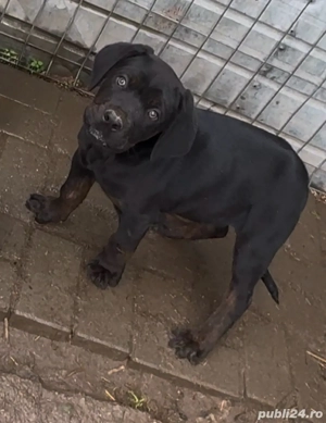 ATENTIE    A MAI RAMAS UN Pui Cane Corso DEOSEBIT  de vânzare   inteligenți, protectori și loiali