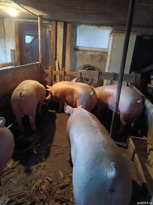 Porci de carne - imagine 2